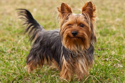 Yorkshire Terrier Irk Özellikleri ve Bakımı
